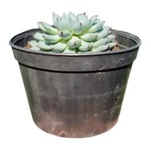 Suculenta Echeveria Mínima White
