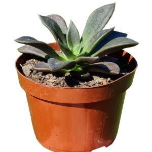 Suculenta Echeveria Tinta