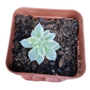 Suculenta Subsessilis Variegata