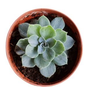Suculenta Echeveria Silver River Variegata