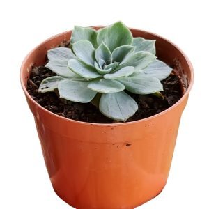Suculenta Echeveria Silver River Variegata
