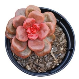 Suculenta Graptosedum Adria Bubbaloo