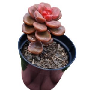 Suculenta Graptosedum Adria Bubbaloo