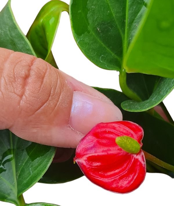 Antúrio Mini Vermelho