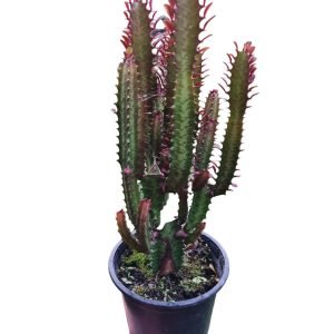 Euphorbia Tigrona Rubra