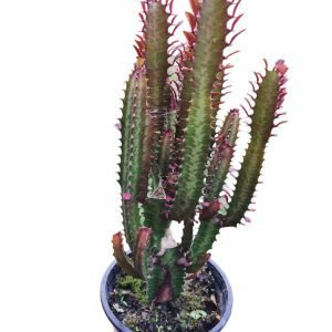 Euphorbia Tigrona Rubra