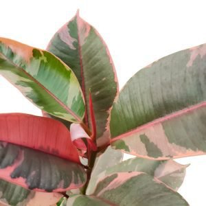 Ficus Elástica Ruby