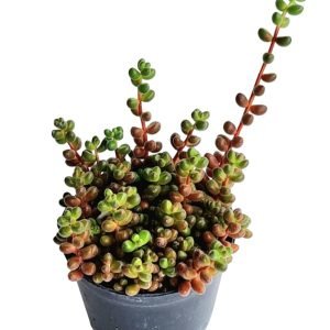 Suculenta Sedum Stahlii