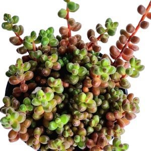 Suculenta Sedum Stahlii