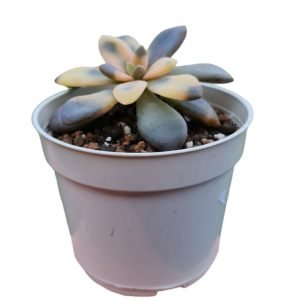 Suculenta Echeveria Carnicolor Variegata
