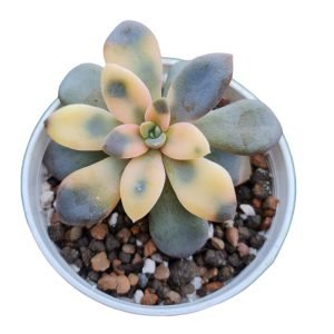 Suculenta Echeveria Carnicolor Variegata