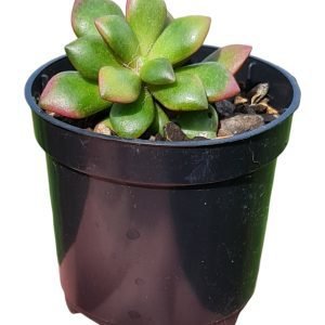 Suculenta Anacampseros Rufescens Variegata