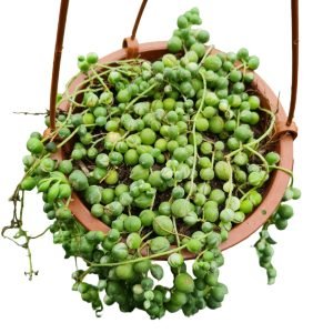 Suculenta Colar de Pérolas Variegata – Cuia 13