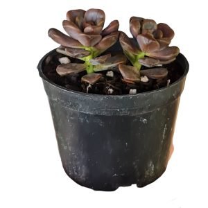 Suculenta Graptosedum Adria Bubbaloo