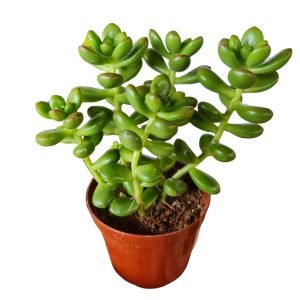 Suculenta Sedum Obesum
