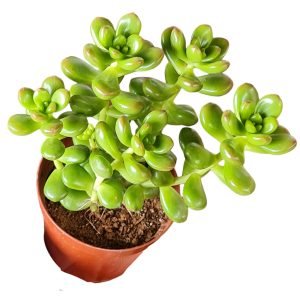 Suculenta Sedum Obesum