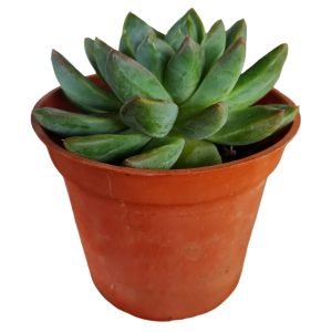 Suculenta Echeveria Winds Of Change