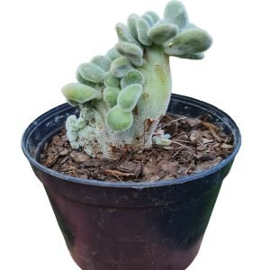 Suculenta Echeveria Pulvinata Frost Cristata