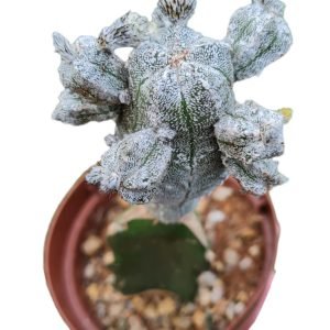 Astrophytum myriostigma cv hubuki