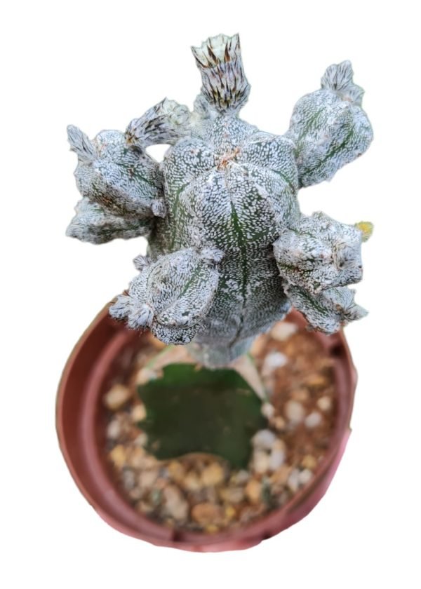 Astrophytum myriostigma cv hubuki