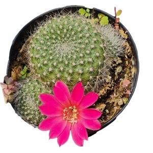 Cacto Rebutia Senilis var. Lilacinorosea