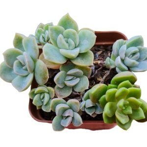 Suculenta Vaso Misto