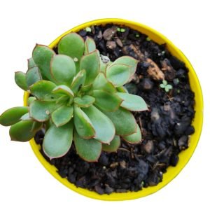 Suculenta Agavoide Red Tips Cristata