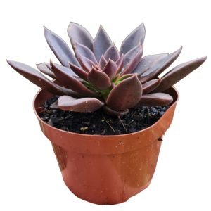 Suculenta Echeveria Negra