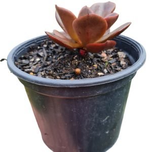 Suculenta Gibbiflora Viúva Negra