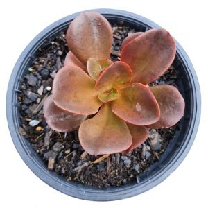 Suculenta Gibbiflora Viúva Negra