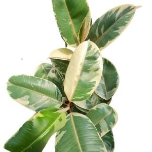 Ficus Elástica Tineke Variegata