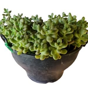 Suculenta Sedum Mendozae – Cuia 21