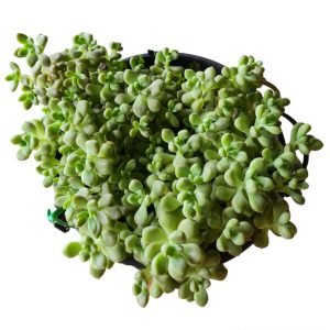 Suculenta Sedum Mendozae – Cuia 21