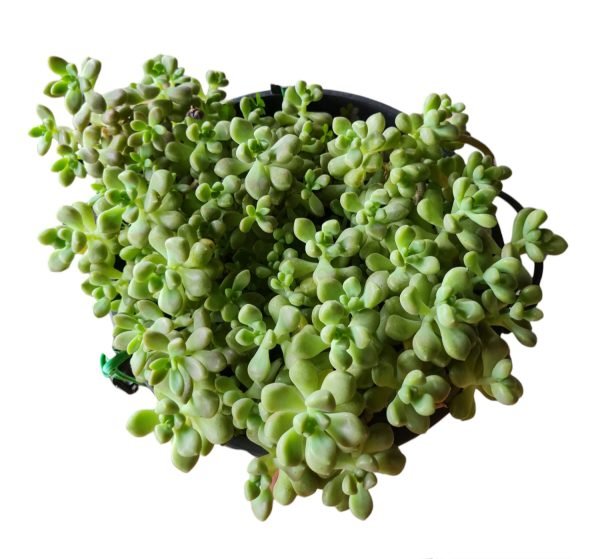 Suculenta Sedum Mendozae - Cuia 21