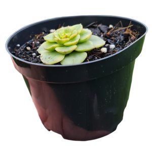 Suculenta Echeveria Rolly Variegata