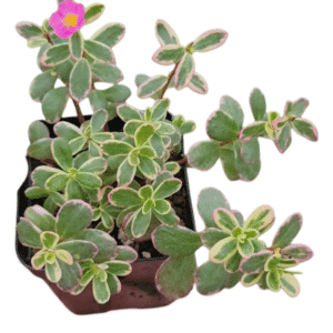 Onze Horas variegata – Hana misteria tricolor