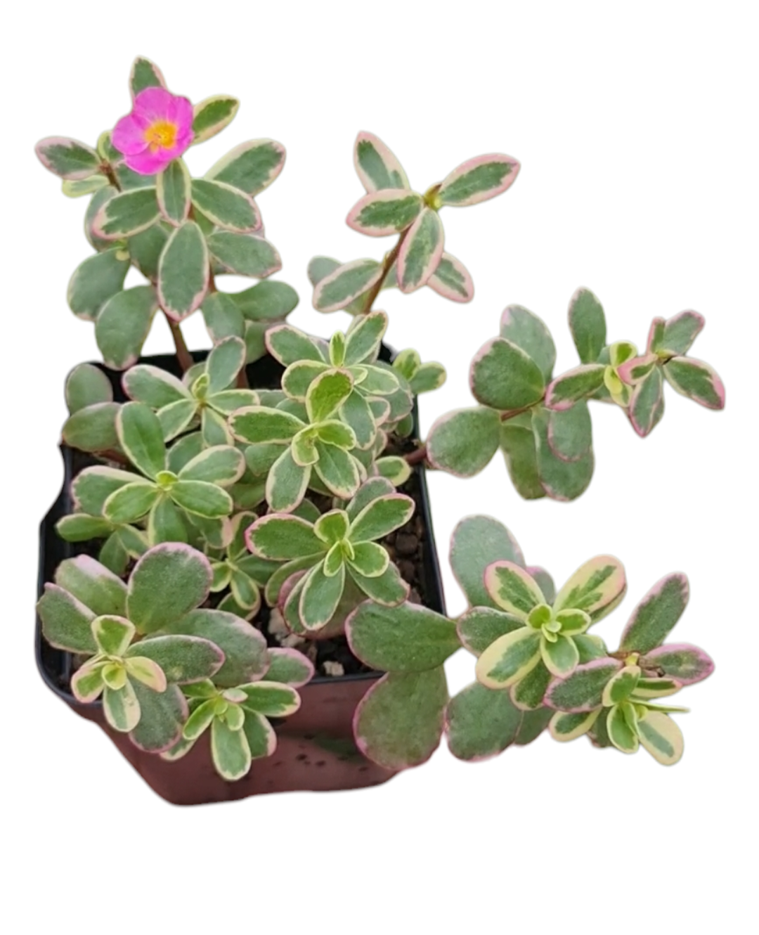 Onze Horas variegata - Hana misteria tricolor 2 1001137013