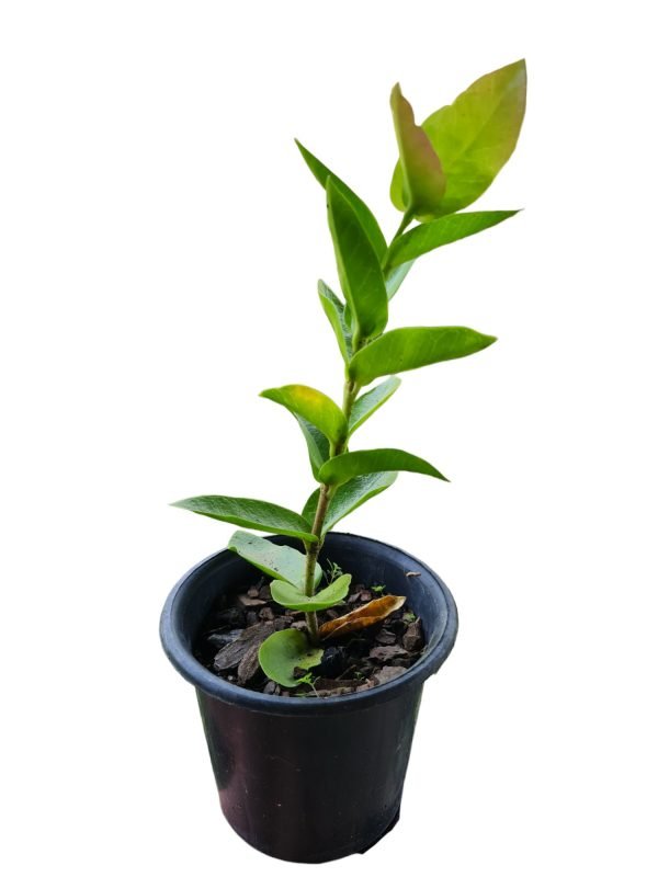 Flor de cera - Hoya Densifolia - Image 4