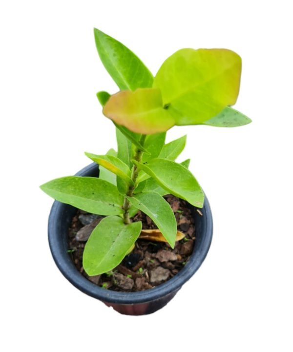 Flor de cera - Hoya Densifolia - Image 2