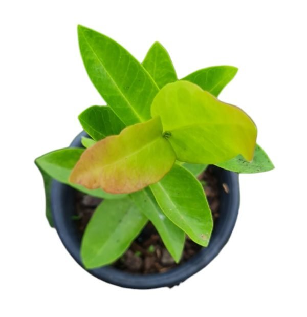 Flor de cera - Hoya Densifolia - Image 3