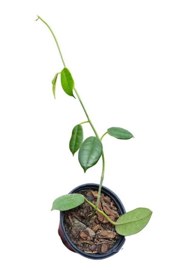 Flor de Cera - Hoya 'Ruthie' - Image 3