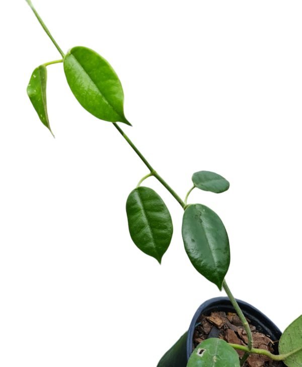 Flor de Cera - Hoya 'Ruthie' - Image 4