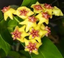 Flor de cera – Hoya Densifolia