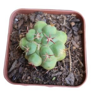 Cacto Gymnocalycium Saglionis