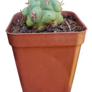 Cacto Gymnocalycium Saglionis