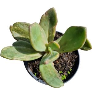 Suculenta Echeveria Bersek Variegata