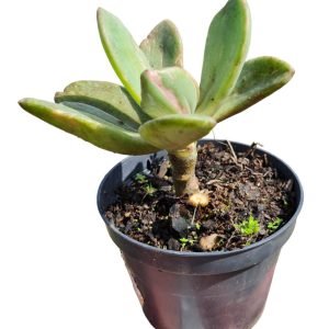 Suculenta Echeveria Bersek Variegata