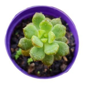 Suculenta Echeveria Tencho Agua Blanca