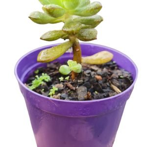 Suculenta Echeveria Tencho Agua Blanca