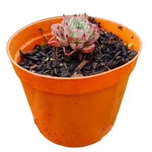 Suculenta Echeveria Sara Hime Boton